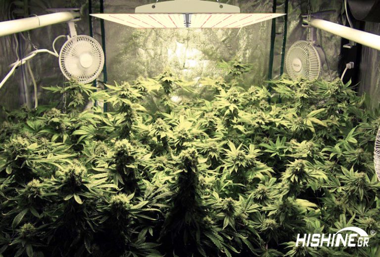 PG02 hishine led grow light